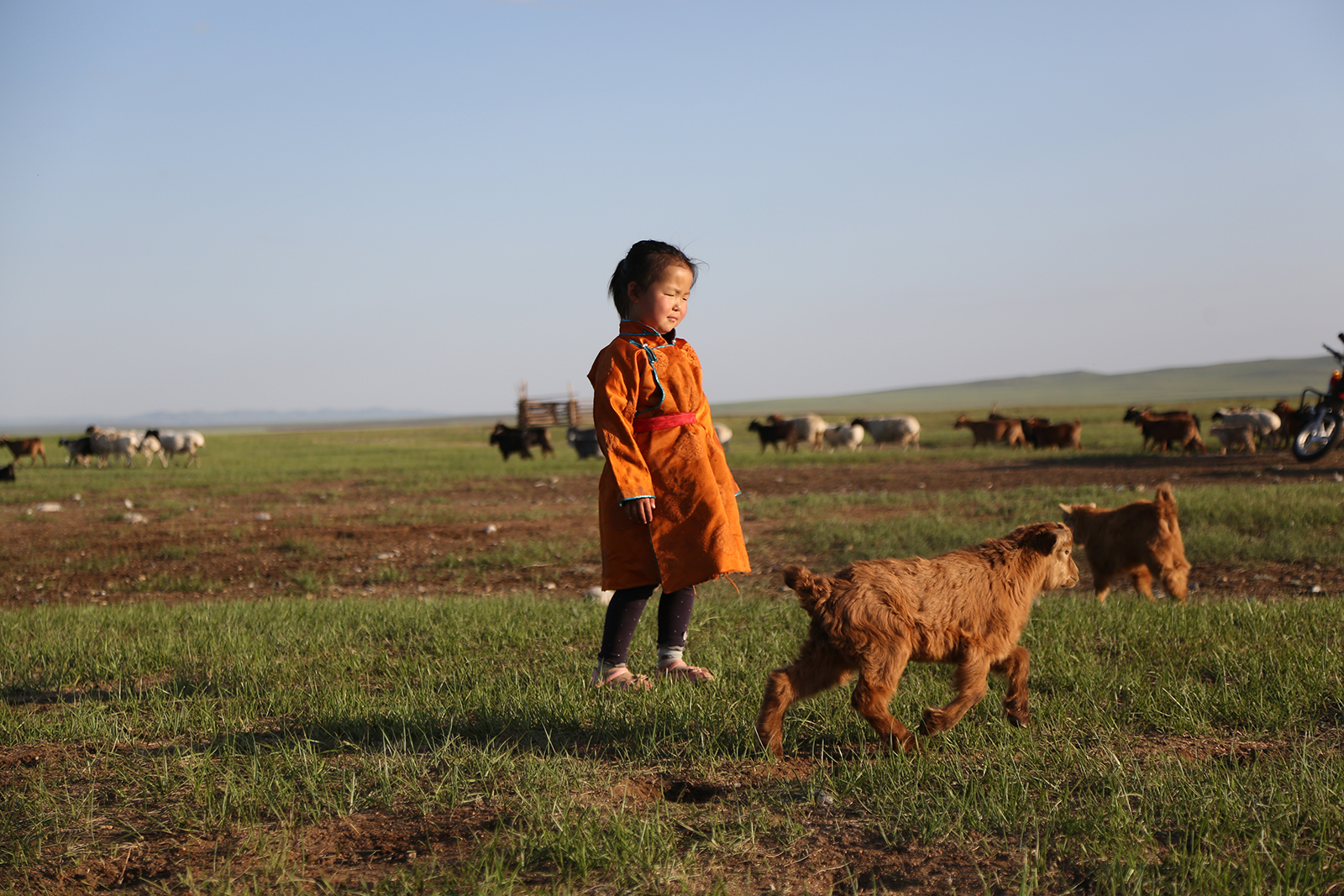 Почему монгольский кашемир считается лучшим в мире